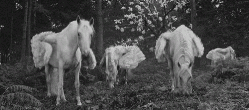 Pegasus White Horse GIF - Pegasus White Horse Wings - Discover & Share GIFs