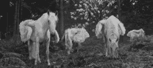 Pegasus White Horse GIF - Pegasus White Horse Wings GIFs