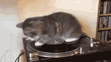 Spin Record GIF - Spin Record Cat GIFs