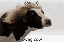 Cow10 Cowboy GIF - Cow10 10 Cow GIFs