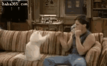 Cat Playfight GIF - Cat Playfight Punch GIFs