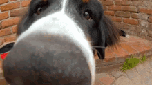 Sniff Dogs GIF - Sniff Dogs GIFs