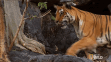 im coming tiger cub escape on my way otw tiger