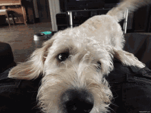 Dogo Cute GIF - Dogo Cute Tail Wagging GIFs