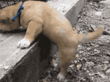 Anjing GIF - Anjing Manjat Peliharaan GIFs