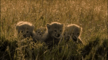 Big Leopard Cats Chilling In Field Of Tall Grass GIF - Cute Baby Leopard GIFs