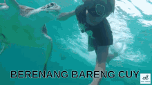 penyu turtle berenang snorkling swim