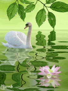 Peaceful Swan GIF - Peaceful Swan Ripples GIFs
