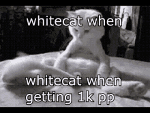 White Cat Playing W Ith Tail GIF - White Cat Playing W Ith Tail Wagging Tail GIFs