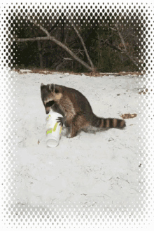 Bandit Racoon GIF - Bandit Racoon Raccoon GIFs