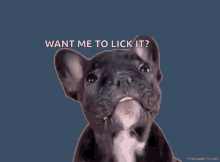 Want Me To Lick It Dog GIF - Want Me To Lick It Dog Cute GIFs
