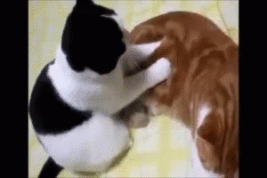 もみもみ モミモミ 猫 可愛い Gif Momi Momi Cat Massage Discover Share Gifs