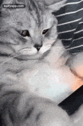 Watching Web Series Is Very Comfort In This Lockdown.Gif GIF - Watching Web Series Is Very Comfort In This Lockdown Cat Pet GIFs