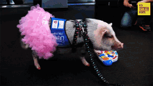 60second Docs Sixty Second Documentaries GIF - 60second Docs Sixty Second Documentaries Therapy Pig GIFs