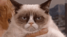 Grumpy Cat GIF - Grumpy Cat GIFs