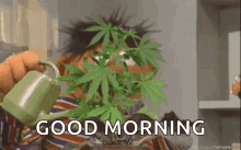 Weed Pot GIF - Weed Pot Plant GIFs