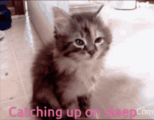 Catching Up On Sleep Tired GIF - Catching Up On Sleep Cat Tired GIFs