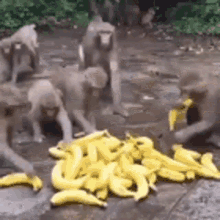 macaco macaca