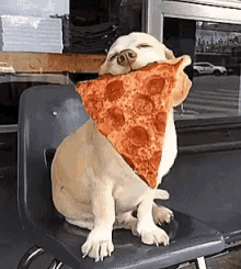 Dog Cute GIF - Dog Cute Pizza GIFs