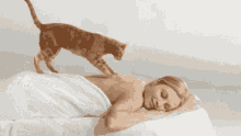 Cat Massage GIF - Cat Massage Back Massage GIFs