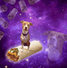 Dog Burrito GIF - Dog Burrito Burritos GIFs