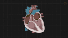 Upper Chambers National Geographic GIF - Upper Chambers National Geographic Heart GIFs