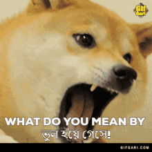 doge doge gif doge bangla best doge gif gifgari doge doge gif doge bangla best doge gif gifgari