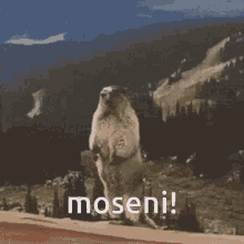 moseni moseni moseni screaming chipmunk scream larf