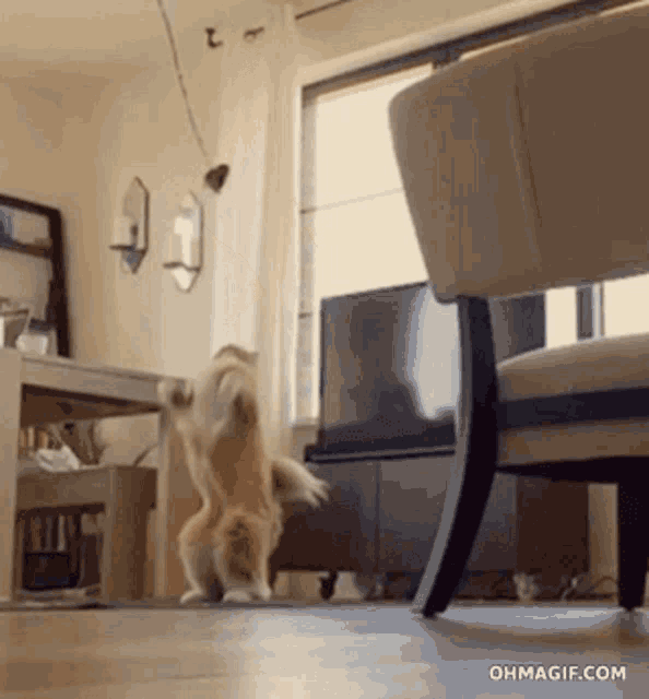 Kitty GIF Kitty Discover & Share GIFs