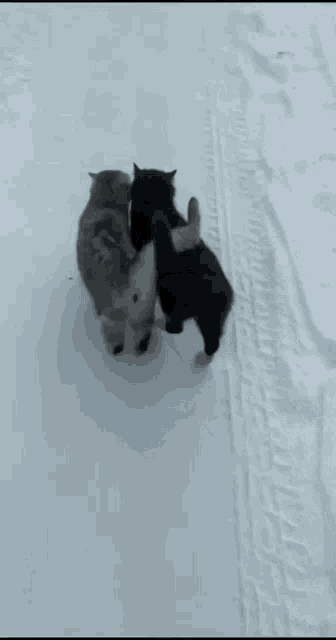 Cats Snow GIF - Cats Snow Best Friends GIFs