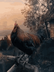 Rooster Chicken GIF - Rooster Chicken GIFs