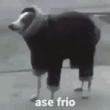 hace frio perro hace frio perro