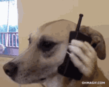 phone call call dog funny on the phone