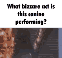 What Bizzare Act Is This Canine Performing Godzilla GIF - What Bizzare Act Is This Canine Performing Godzilla What The Dog Doin GIFs