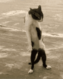 Cat Come At Me Bro GIF - Cat Come At Me Bro Dance GIFs