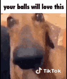 Your Ball Will Love This Balls GIF - Your Ball Will Love This Balls So Sicko Mode GIFs