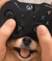 dog xbox controller controller control funny animals
