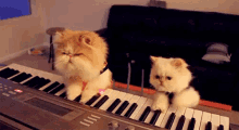 Cat Band Playing Piano GIF - Band Cats Cats Playing Piano GIFs