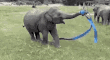 ribbin dance ribbon dance elephant baby elephant cute