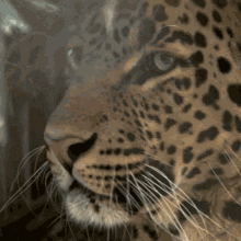 Leopard Roar GIF - Leopard Roar Big Cats GIFs