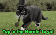Top Top Of The Mornin To Ya GIF - Top Top Of The Mornin To Ya Cats GIFs
