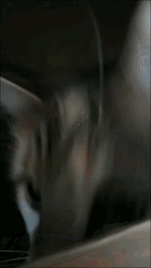Cat Cat Kiss GIF - Cat Cat Kiss Nelly Kiss GIFs