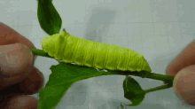 Caterpillar Squeaky Toy GIF - Squeaky Caterpillar Cute GIFs