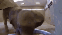 Wild Things Pool Gifs Tenor