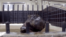 Those Are Not Tasty GIF - Hippo Baby Munch GIFs