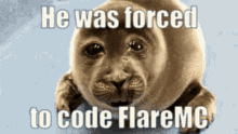 Flare Mc Coding GIF - Flare Mc Flare Coding GIFs