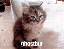 Ghostbur Kittenprns GIF - Ghostbur Kittenprns Kitten GIFs