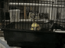 Bird Cage Bye GIF - Bird Cage Bye Escape GIFs