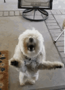 Angry Dog Mad GIF - Angry Dog Mad Pissed Off GIFs