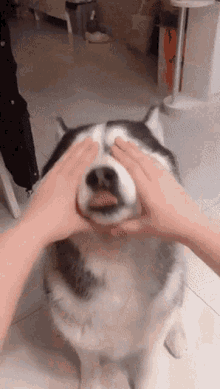 Blop Husky Dog GIF - Blop Husky Blop Dog GIFs